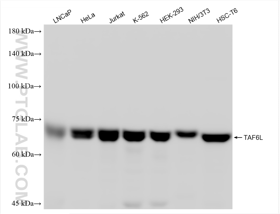 Western Blot (WB) analysis of various lysates using TAF6L Recombinant monoclonal antibody (88217-1-RR)