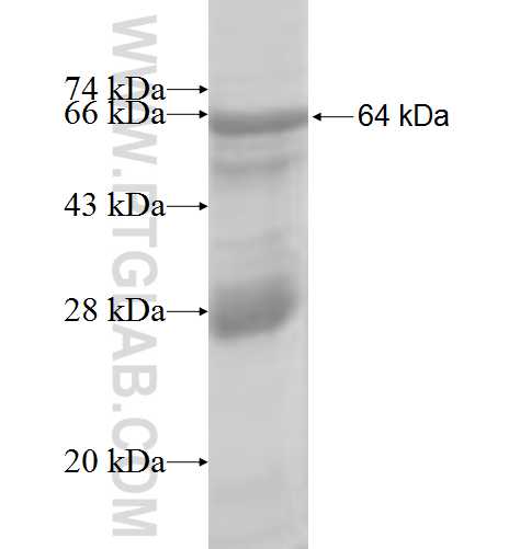 TAF6L fusion protein Ag8180 SDS-PAGE