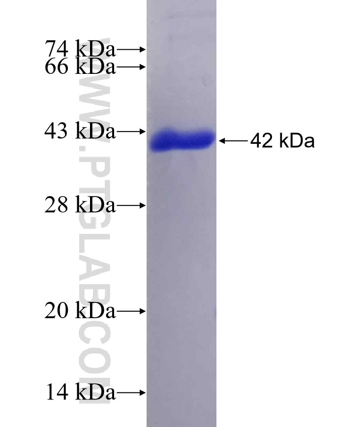 TAF6L fusion protein Ag8202 SDS-PAGE