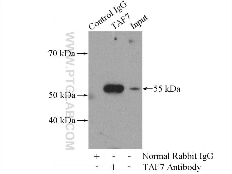 IP experiment of Jurkat using 13506-1-AP