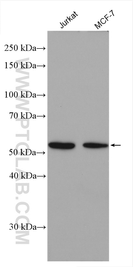 Western Blot (WB) analysis of various lysates using TAF7 Polyclonal antibody (13506-1-AP)