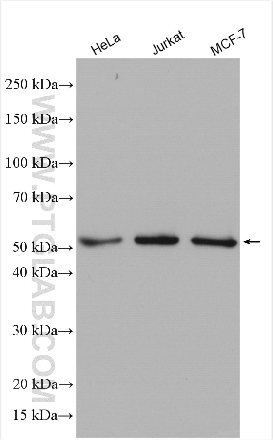 Western Blot (WB) analysis of various lysates using TAF7 Polyclonal antibody (13506-1-AP)