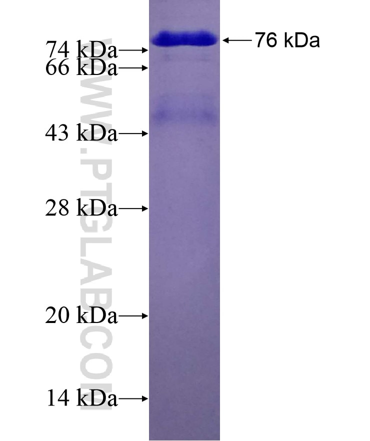TAF7 fusion protein Ag4406 SDS-PAGE