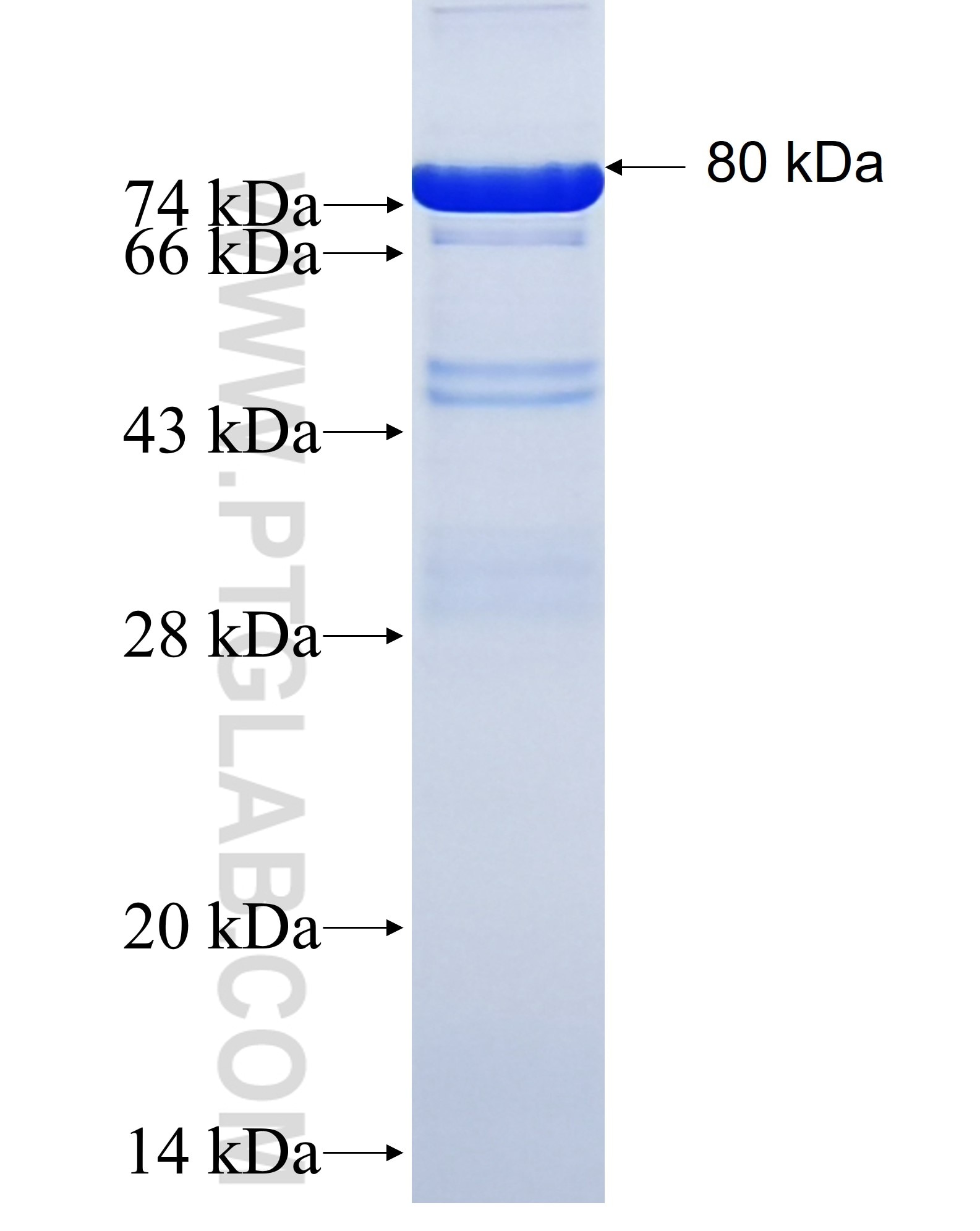 TAF7 fusion protein Ag4406 SDS-PAGE