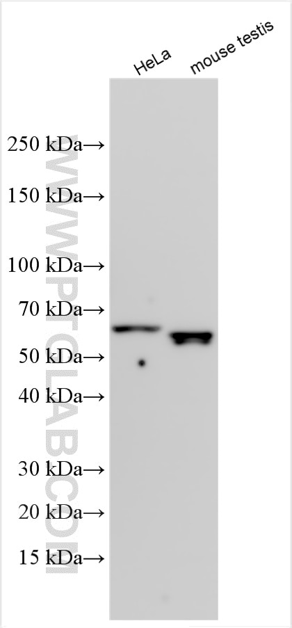 WB analysis using 32590-1-AP Western Blot (WB) analysis of various lysates using TAF7L Polyclonal antibody (32590-1-AP)