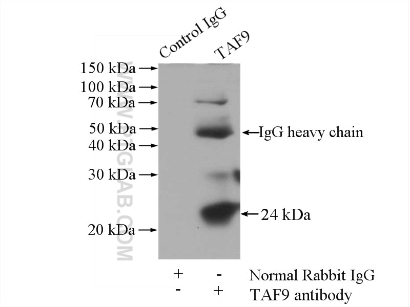 Immunoprecipitation (IP) experiment of mouse skeletal muscle tissue using TAF9 Polyclonal antibody (10544-1-AP)