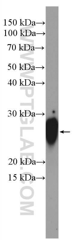 Western Blot (WB) analysis of rat liver tissue using TAF9 Polyclonal antibody (10544-1-AP)