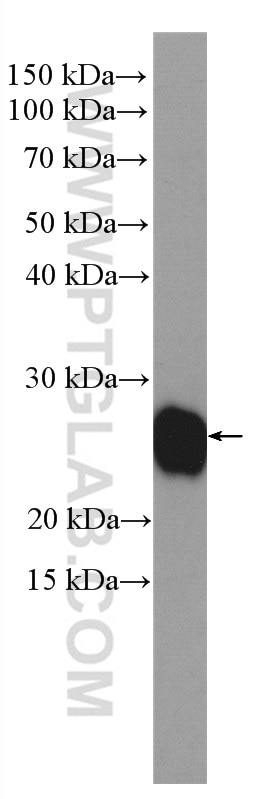 Western Blot (WB) analysis of MCF-7 cells using TAF9 Polyclonal antibody (10544-1-AP)