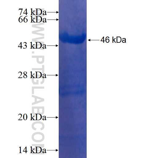 TAF9 fusion protein Ag0833 SDS-PAGE