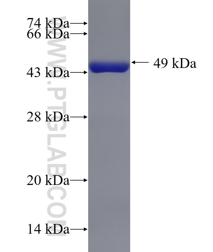 TAF9 fusion protein Ag0833 SDS-PAGE