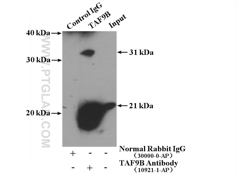 Immunoprecipitation (IP) experiment of HeLa cells using TAF9B Polyclonal antibody (10921-1-AP)