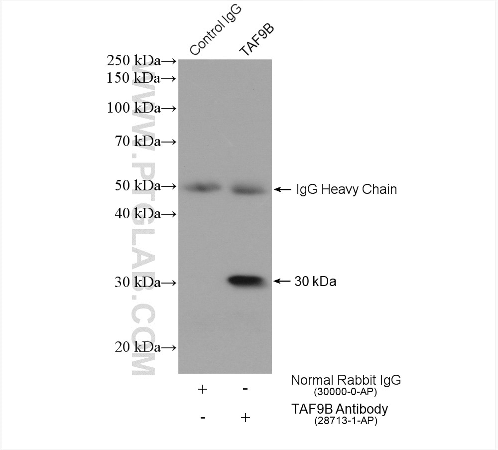 Immunoprecipitation (IP) experiment of HeLa cells using TAF9B Polyclonal antibody (28713-1-AP)