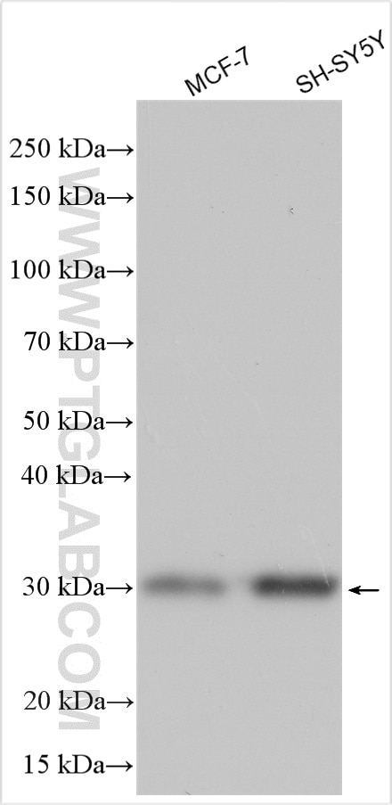 Western Blot (WB) analysis of various lysates using TAF9B Polyclonal antibody (28713-1-AP)