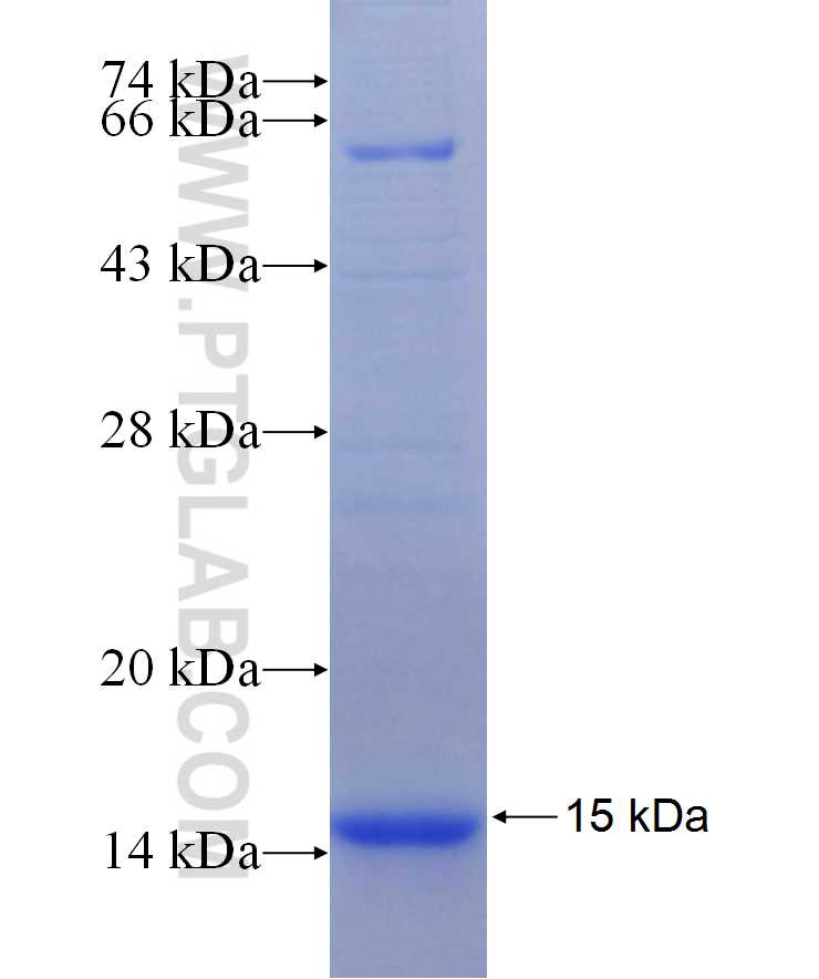 TAF9B fusion protein Ag29633 SDS-PAGE