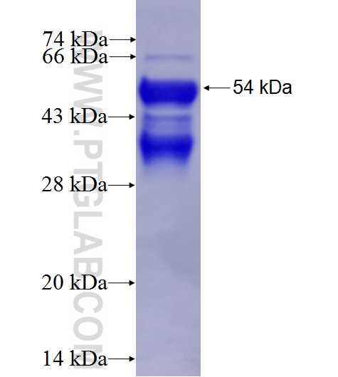 TAF9B fusion protein Ag1362 SDS-PAGE