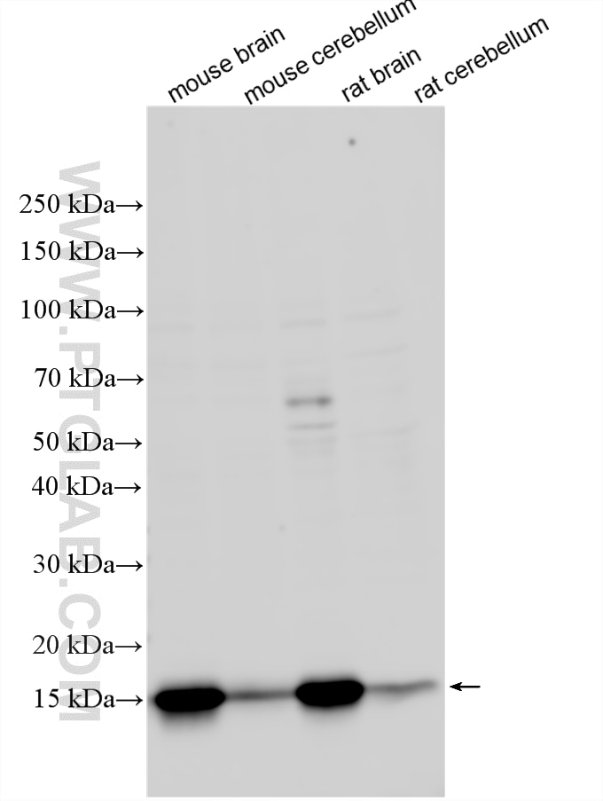 WB analysis using 32791-1-AP Western Blot (WB) analysis of various lysates using TAFA1/FAM19A1 Polyclonal antibody (32791-1-AP)