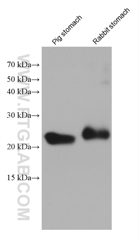 Western Blot (WB) analysis of various lysates using transgelin/SM22 Monoclonal antibody (60213-1-Ig)
