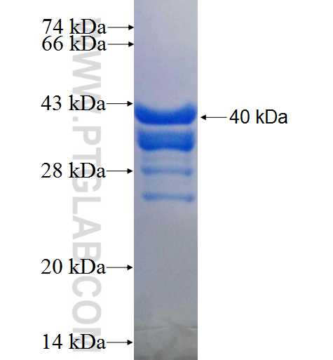 TAGLN2 fusion protein Ag0337 SDS-PAGE