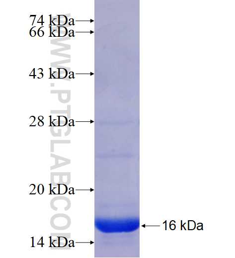 TAGLN2 fusion protein Ag16705 SDS-PAGE