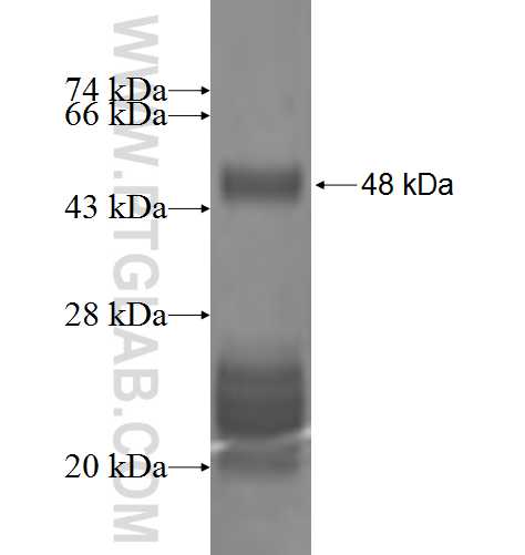 TAGLN3 fusion protein Ag2891 SDS-PAGE