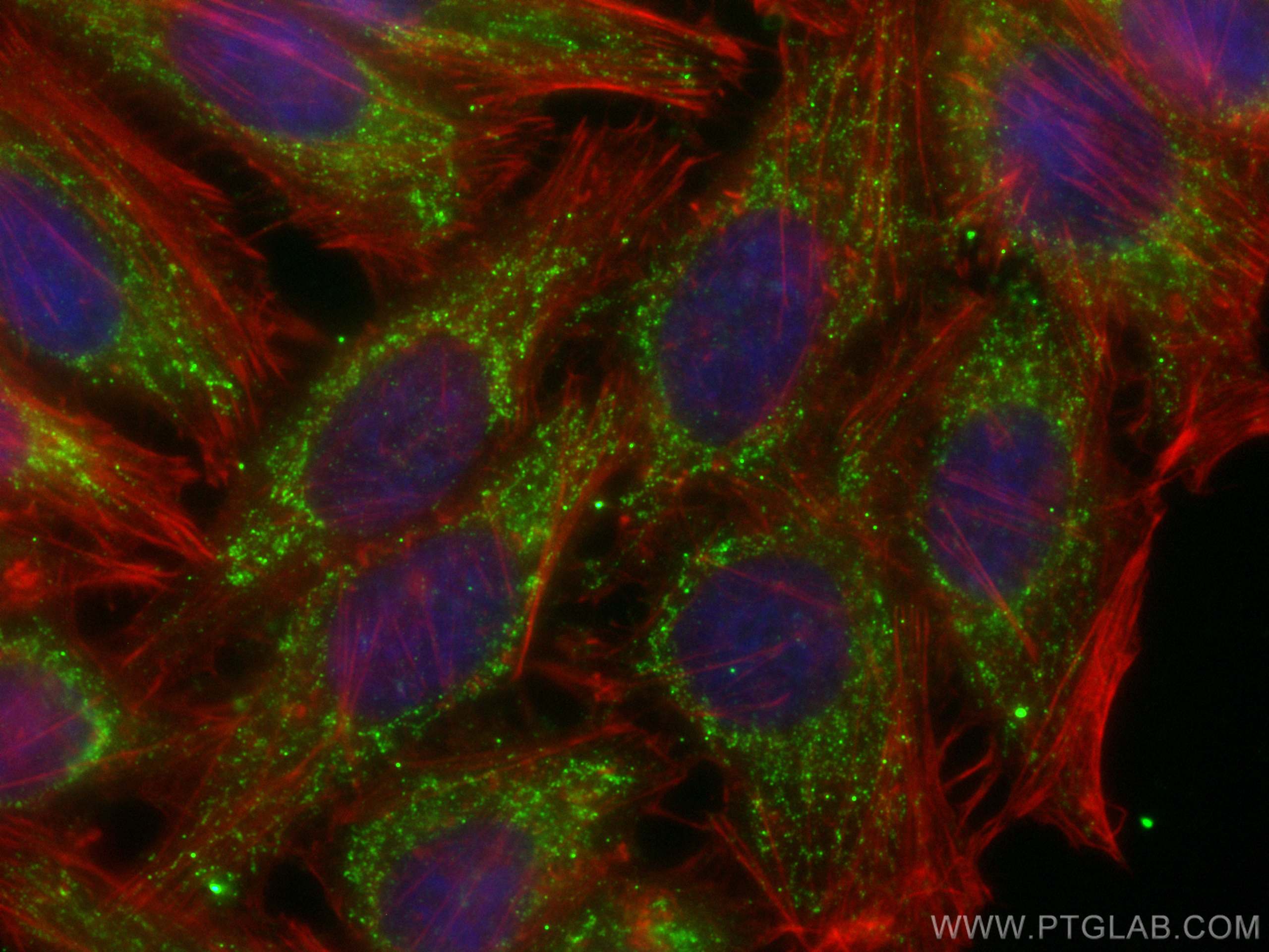 IF Staining of HepG2 using CL488-67707