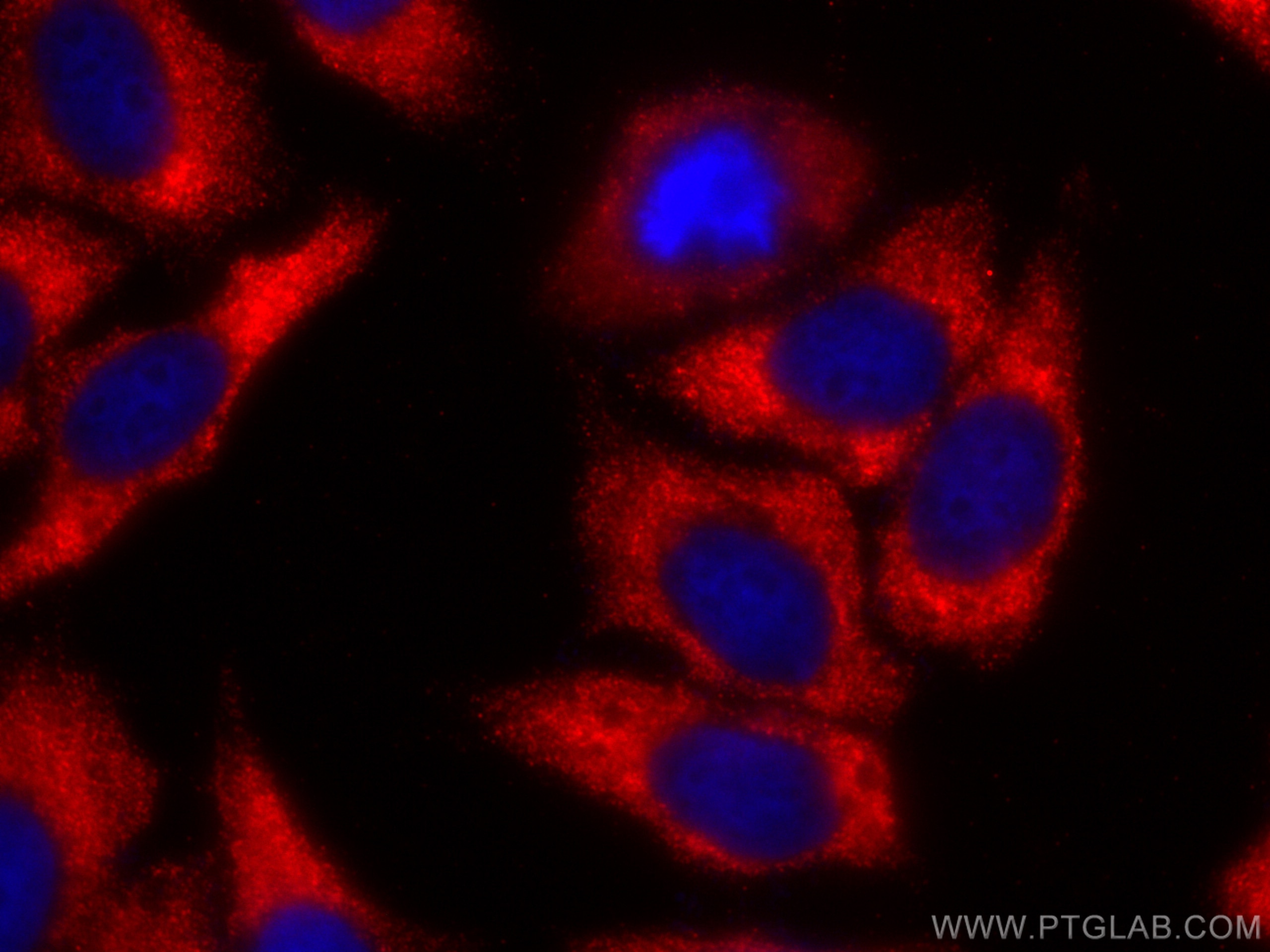 IF Staining of HepG2 using CL594-67707