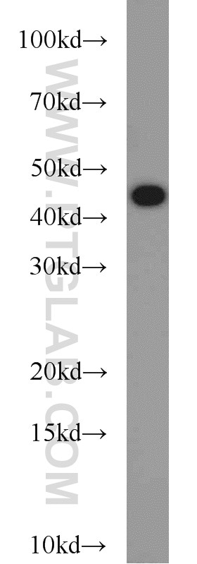 Western Blot (WB) analysis of Raji cells using TAL1 Polyclonal antibody (55317-1-AP)