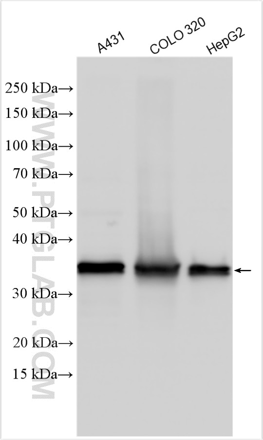 Western Blot (WB) analysis of various lysates using TALDO1 Polyclonal antibody (12376-1-AP)