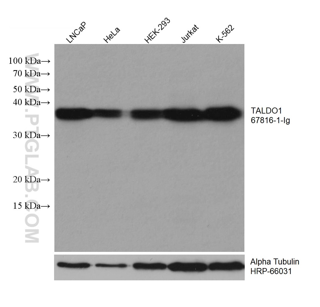 Western Blot (WB) analysis of various lysates using TALDO1 Monoclonal antibody (67816-1-Ig)