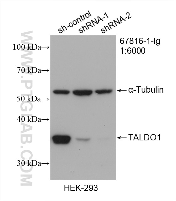 Western Blot (WB) analysis of HEK-293 cells using TALDO1 Monoclonal antibody (67816-1-Ig)