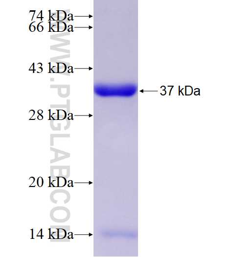 TALDO1 fusion protein Ag3031 SDS-PAGE