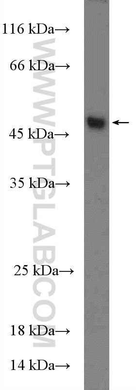 WB analysis of HepG2 using 27065-1-AP