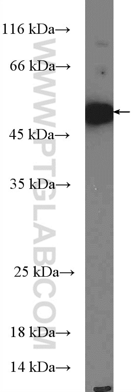 Western Blot (WB) analysis of THP-1 cells using TANK Polyclonal antibody (27065-1-AP)