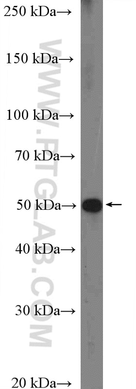 Western Blot (WB) analysis of HepG2 cells using TANK Polyclonal antibody (27065-1-AP)