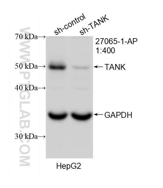WB analysis of HepG2 using 27065-1-AP Western Blot (WB) analysis of HepG2 cells using TANK Polyclonal antibody (27065-1-AP)