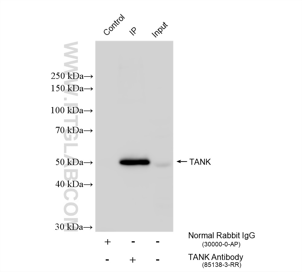 IP result of anti-TANK (IP:85138-3-RR, 4ug; Detection:85138-3-RR 1:600) with THP-1 cells lysate 1800 ug. This data was developed using the same antibody clone with 85138-3-PBS in a different storage buffer formulation. Immunoprecipitation (IP) experiment of THP-1 cells using TANK Recombinant monoclonal antibody (85138-3-RR)