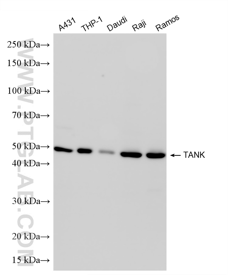 Various lysates were subjected to SDS PAGE followed by western blot with 85138-3-RR (TANK antibody) at dilution of 1:2000 incubated at room temperature for 1.5 hours. This data was developed using the same antibody clone with 85138-3-PBS in a different storage buffer formulation. Western Blot (WB) analysis of various lysates using TANK Recombinant monoclonal antibody (85138-3-RR)