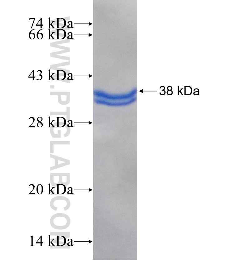 TANK fusion protein Ag25740 SDS-PAGE