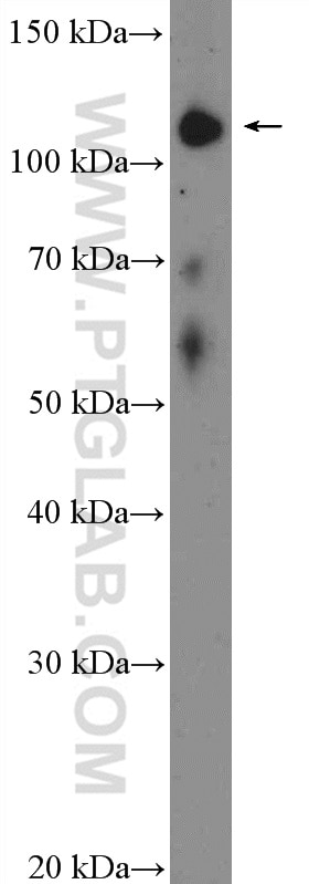 WB analysis of mouse testis using 26250-1-AP