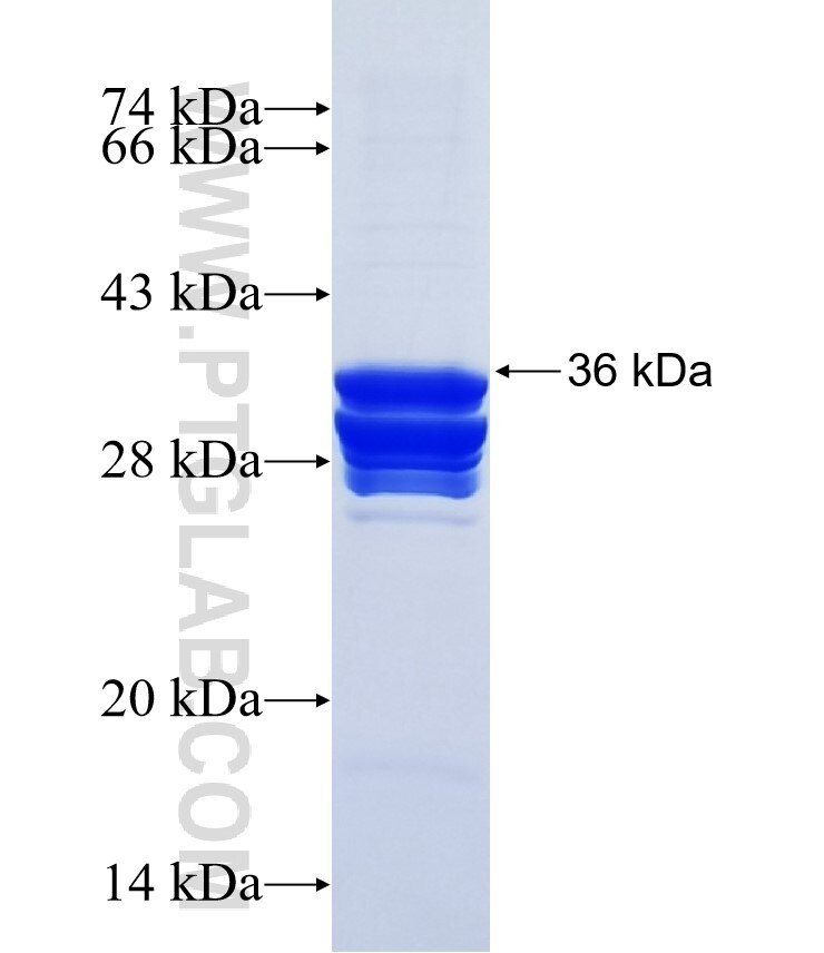 TAOK1 fusion protein Ag22461 SDS-PAGE