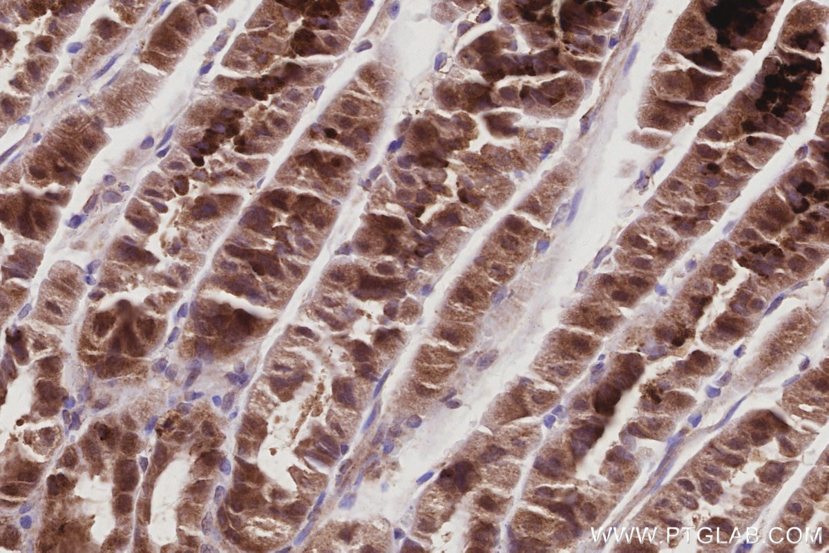 IHC staining of mouse stomach using 86221-1-RR Immunohistochemistry (IHC) staining of mouse stomach tissue using TAOK2 Recombinant monoclonal antibody (86221-1-RR)