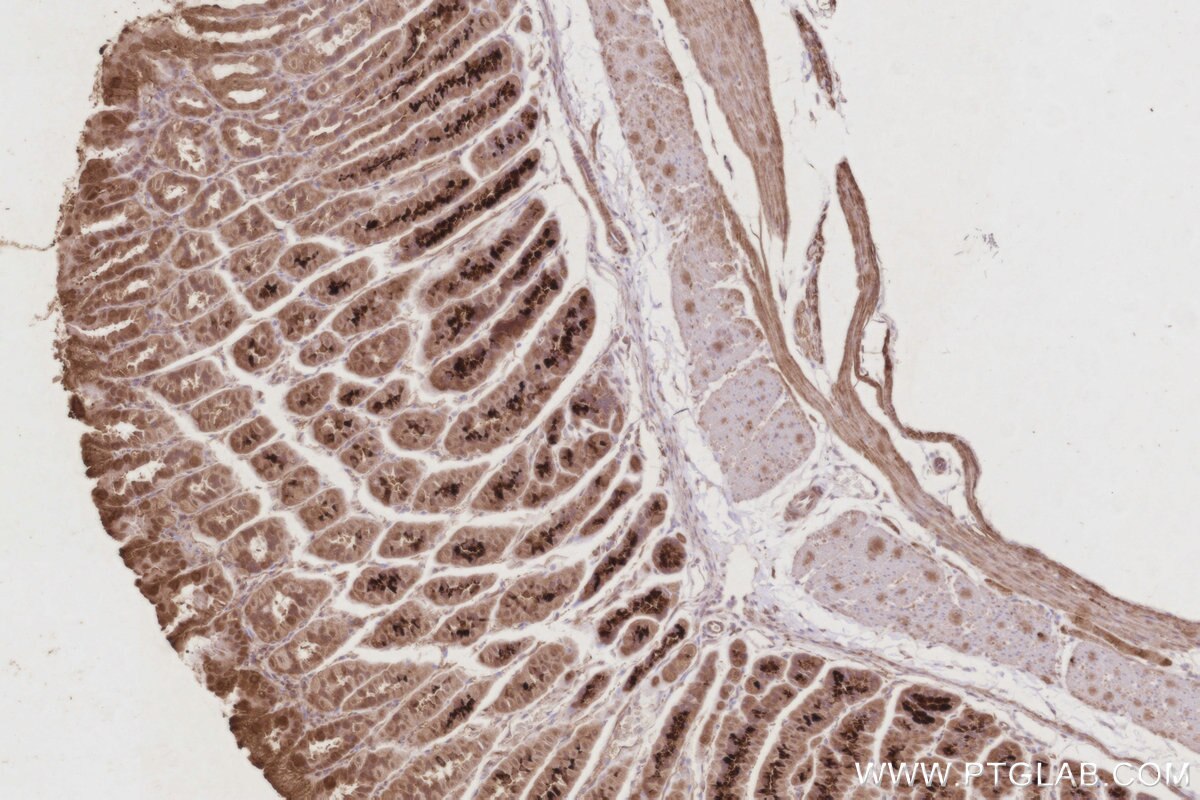 Immunohistochemistry (IHC) staining of mouse stomach tissue using TAOK3 Monoclonal antibody (67451-1-Ig)