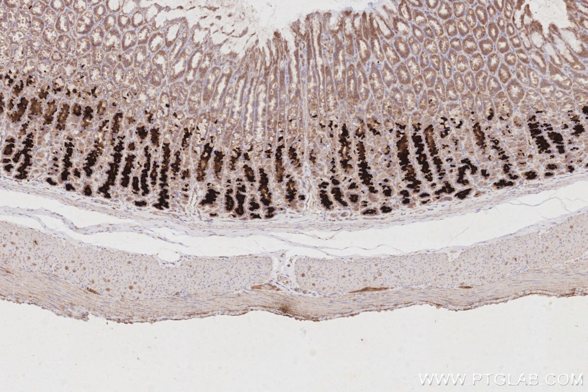 Immunohistochemistry (IHC) staining of rat stomach tissue using TAOK3 Monoclonal antibody (67451-1-Ig)