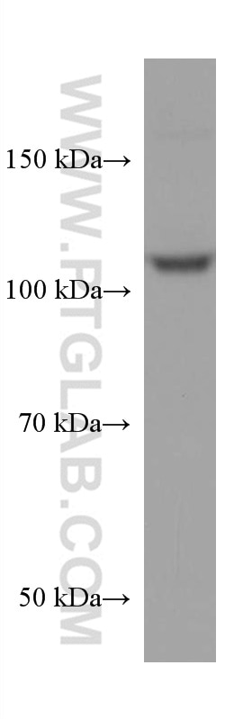 Western Blot (WB) analysis of HepG2 cells using TAOK3 Monoclonal antibody (67451-1-Ig)