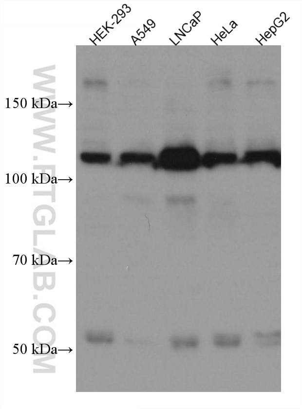 Western Blot (WB) analysis of various lysates using TAOK3 Monoclonal antibody (67451-1-Ig)