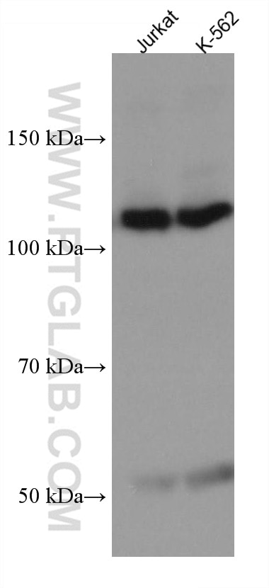 Western Blot (WB) analysis of various lysates using TAOK3 Monoclonal antibody (67451-1-Ig)