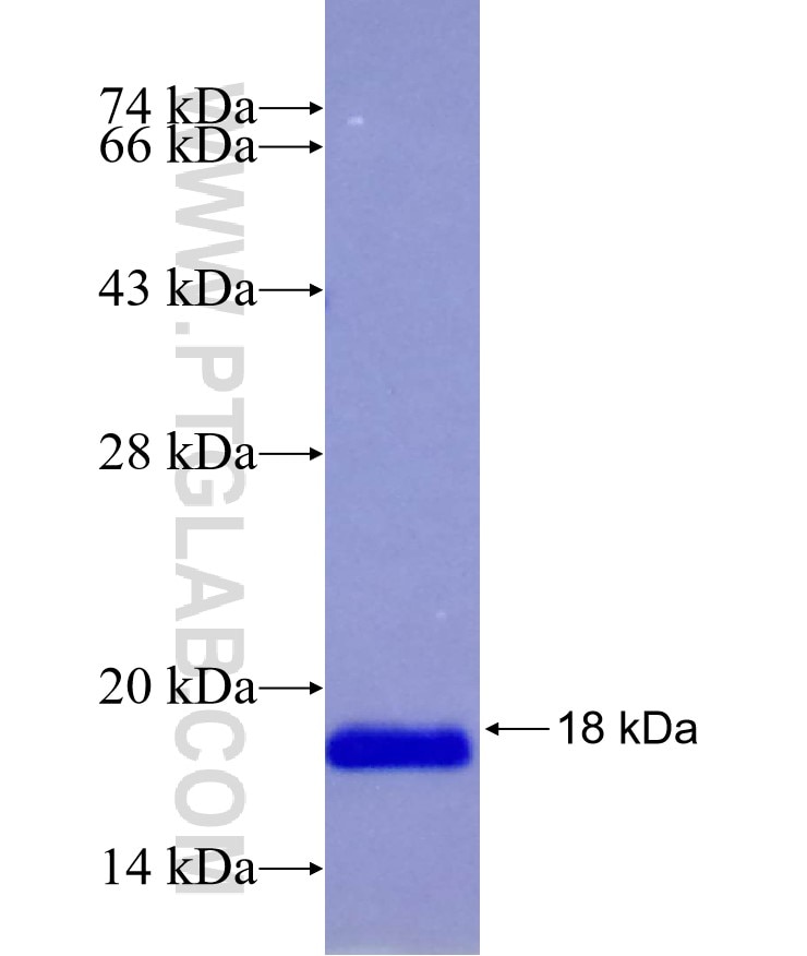 TAOK3 fusion protein Ag29146 SDS-PAGE