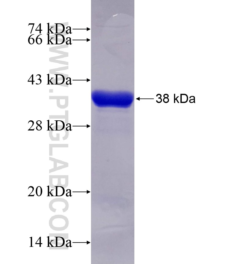 TAOK3 fusion protein Ag29158 SDS-PAGE