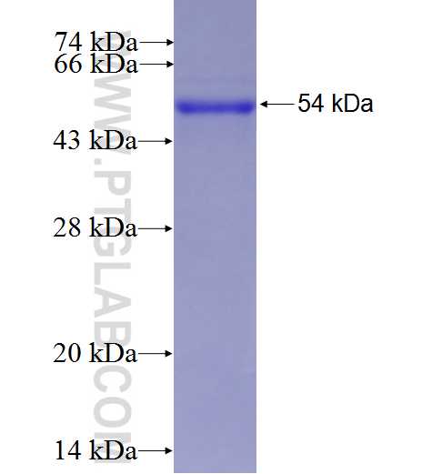 TAOK3 fusion protein Ag0211 SDS-PAGE