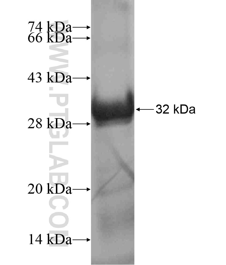 TAOK3 fusion protein Ag17869 SDS-PAGE